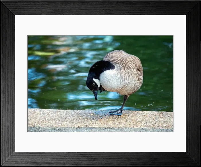 Framed Print : Canada Goose (Branta canadensis) graces North American lakes with its majestic presence and resonant honks Framed Print : Canada Goose (Branta canadensis) graces North American lakes with its majestic presence and resonant honks