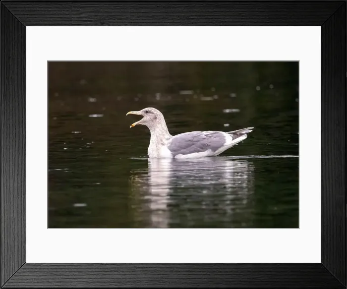 Framed Print : Glaucous-winged gull (Larus glaucescens) swimming - Esquimalt Lagoon Framed Print : Glaucous-winged gull (Larus glaucescens) swimming - Esquimalt Lagoon