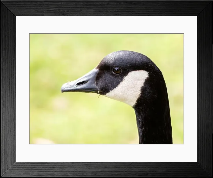 Framed Print : Canada Goose (Branta canadensis) graces North American lakes with its majestic presence and resonant honks Framed Print : Canada Goose (Branta canadensis) graces North American lakes with its majestic presence and resonant honks