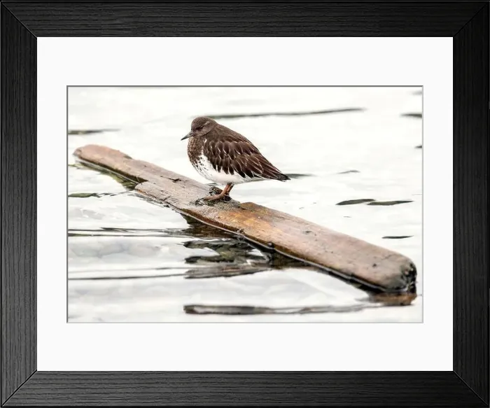 Framed Print : Black Turnstone (Arenaria melanocephala) standing on floating piece of wood at the Esquimalt Lagoon Framed Print : Black Turnstone (Arenaria melanocephala) standing on floating piece of wood at the Esquimalt Lagoon