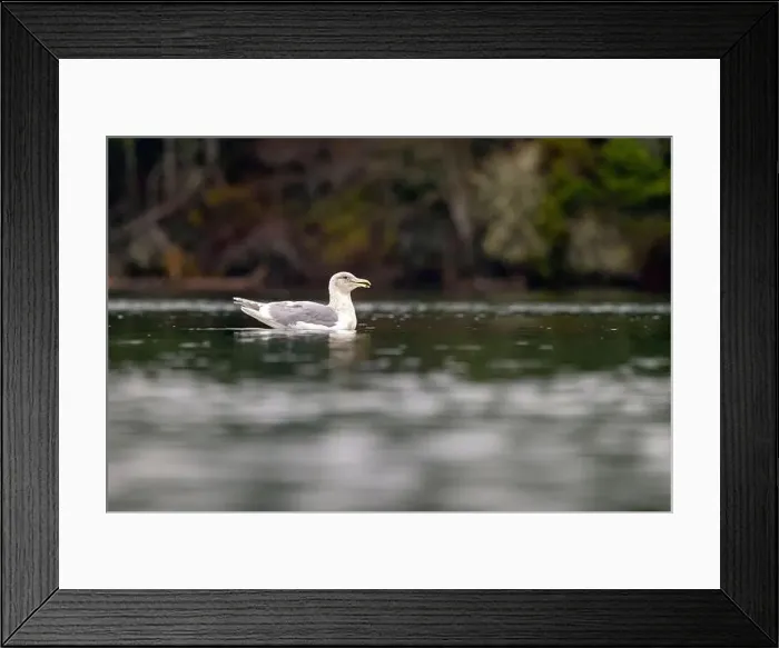 Framed Print : Glaucous-winged gull (Larus glaucescens) swimming - Esquimalt Lagoon Framed Print : Glaucous-winged gull (Larus glaucescens) swimming - Esquimalt Lagoon