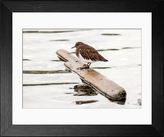 Framed Print : Black Turnstone (Arenaria melanocephala) standing on floating piece of wood at the Esquimalt Lagoon Framed Print : Black Turnstone (Arenaria melanocephala) standing on floating piece of wood at the Esquimalt Lagoon