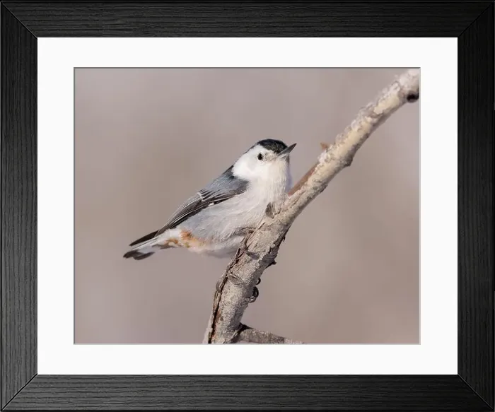 Framed Print : A White-breasted nuthatch perches briefly Framed Print : A White-breasted nuthatch perches briefly