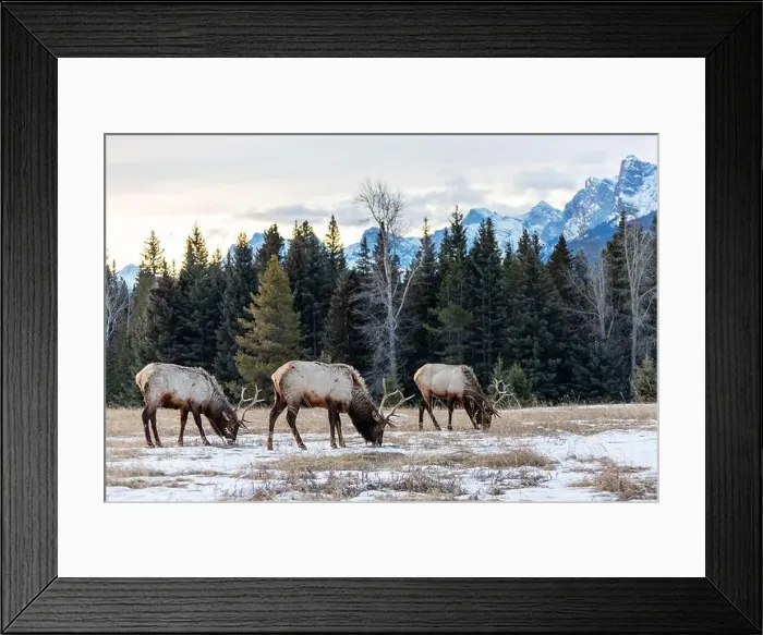 Framed Print : Herd of Elks grazing on snowy patches in Banff National Park, Alberta, Canada Framed Print : Herd of Elks grazing on snowy patches in Banff National Park, Alberta, Canada
