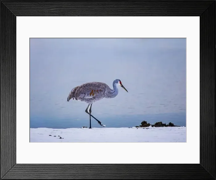 Framed Print : The sandhill crane(Antigone canadensis) in the snow, , by the water in Southern Ontario Canada. Native American bird Framed Print : The sandhill crane(Antigone canadensis) in the snow, , by the water in Southern Ontario Canada. Native American bird