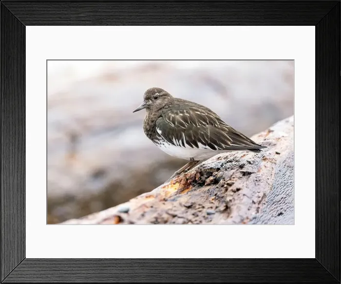 Framed Print : Black Turnstone (Arenaria melanocephala) - Victoria, Vancouver Island, British Columbia, Canada Framed Print : Black Turnstone (Arenaria melanocephala) - Victoria, Vancouver Island, British Columbia, Canada