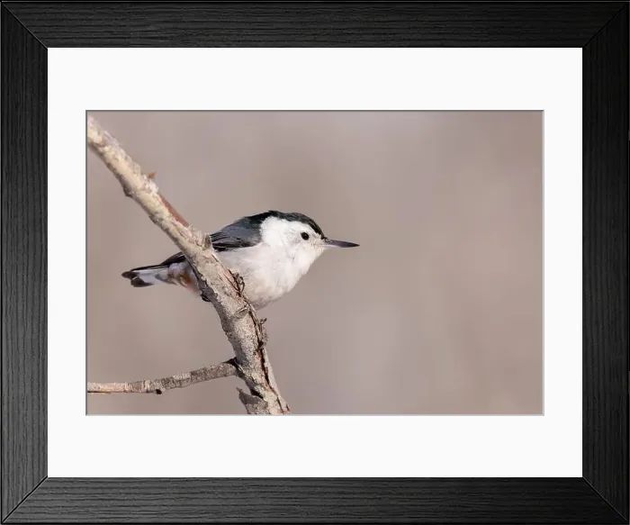 Framed Print : A White-breasted nuthatch perches briefly Framed Print : A White-breasted nuthatch perches briefly