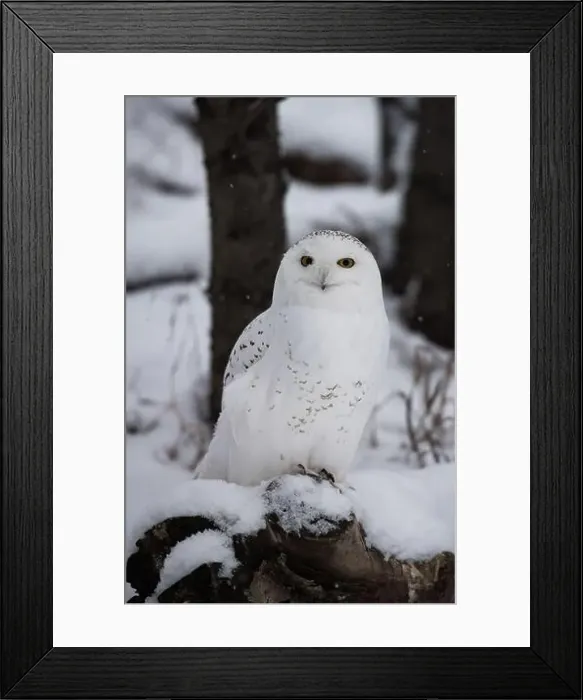 Framed Print : Snowy Owl (Bubo scandiacus) perched on a log on the ground on a snowy day looking straight at the camera Framed Print : Snowy Owl (Bubo scandiacus) perched on a log on the ground on a snowy day looking straight at the camera
