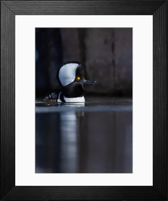 Framed Print : Male hooded merganser (Lophodytes cucullatus) in winter Framed Print : Male hooded merganser (Lophodytes cucullatus) in winter