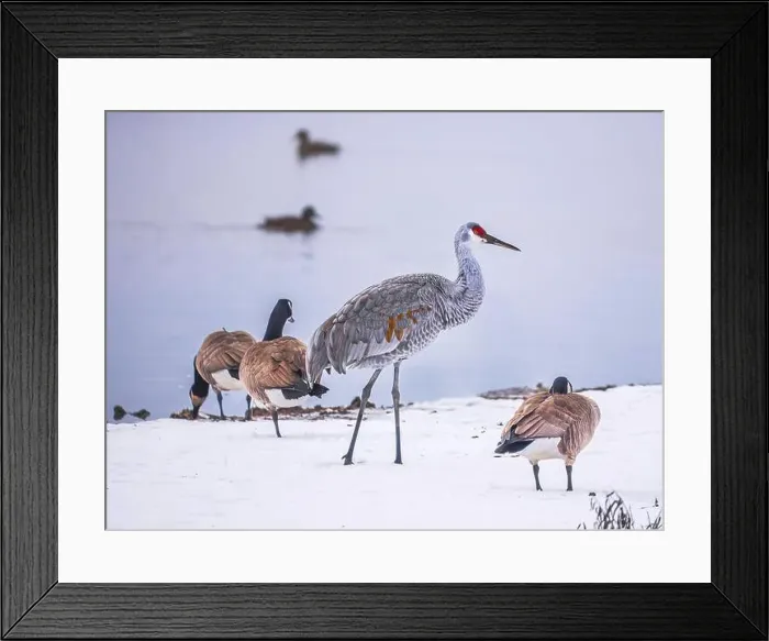 Framed Print : Sandhill Crane bird hanging out with Canada Geese on a snowy field by the lake Framed Print : Sandhill Crane bird hanging out with Canada Geese on a snowy field by the lake