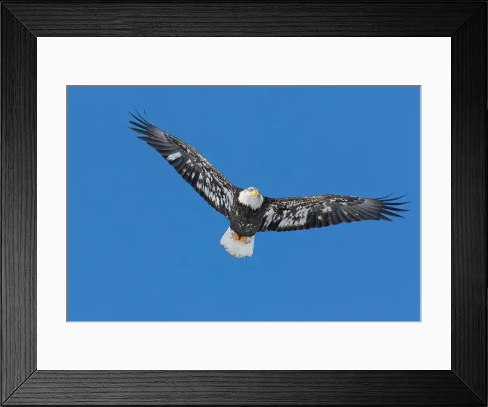 Framed Print : Juvenile bald eagle (Haliaeetus leucocephalus) flying under a blue sky. Region of Lanaudiere. Province of Quebec. Canada Framed Print : Juvenile bald eagle (Haliaeetus leucocephalus) flying under a blue sky. Region of Lanaudiere. Province of Quebec. Canada