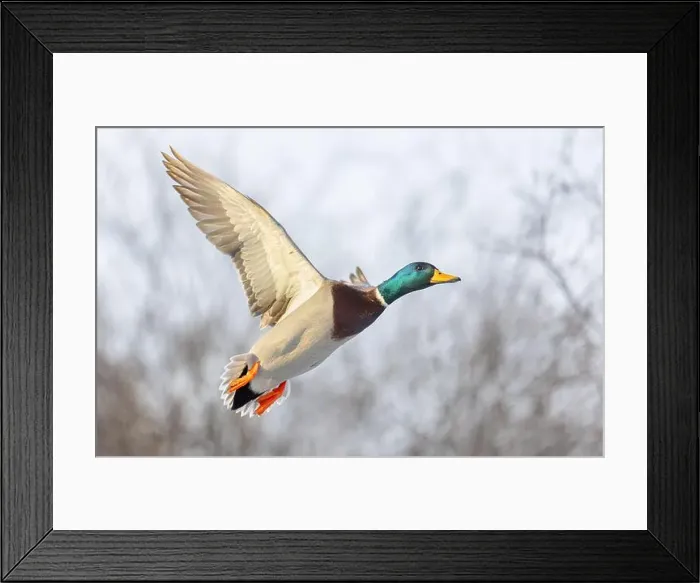 Framed Print : Mallard drake duck in flight over the Ottawa river in Canada Framed Print : Mallard drake duck in flight over the Ottawa river in Canada