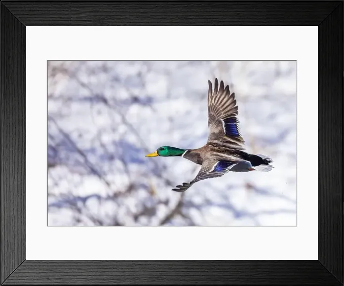 Framed Print : Mallard drake flying in winter Framed Print : Mallard drake flying in winter