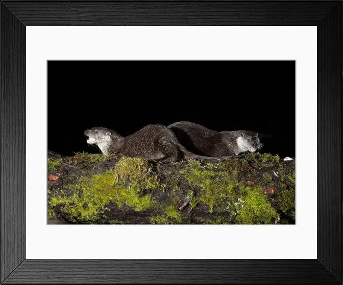 Framed Print : Otter family on a mountain river in the early evening of a winter day Framed Print : Otter family on a mountain river in the early evening of a winter day