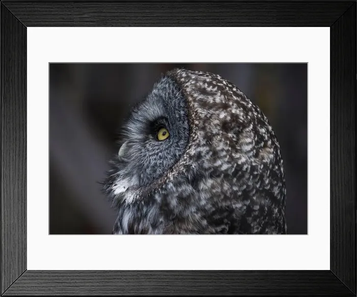 Framed Print : Close Up of Great Gray Owl Framed Print : Close Up of Great Gray Owl