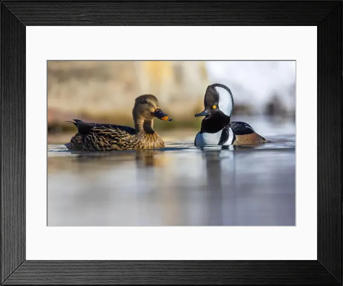 Framed Print : Male hooded merganser (Lophodytes cucullatus) in winter Framed Print : Male hooded merganser (Lophodytes cucullatus) in winter