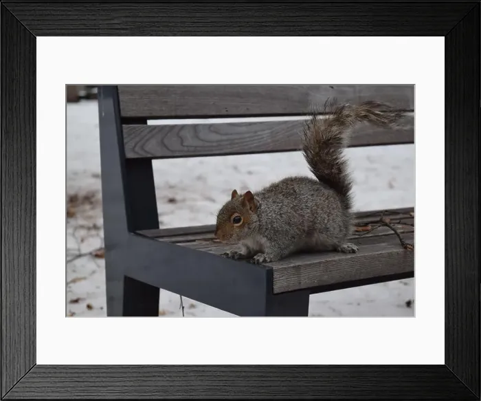 Framed Print : A squirrel sitting on a wooden bench outdoors during winter, in Montreal, Canada Framed Print : A squirrel sitting on a wooden bench outdoors during winter, in Montreal, Canada