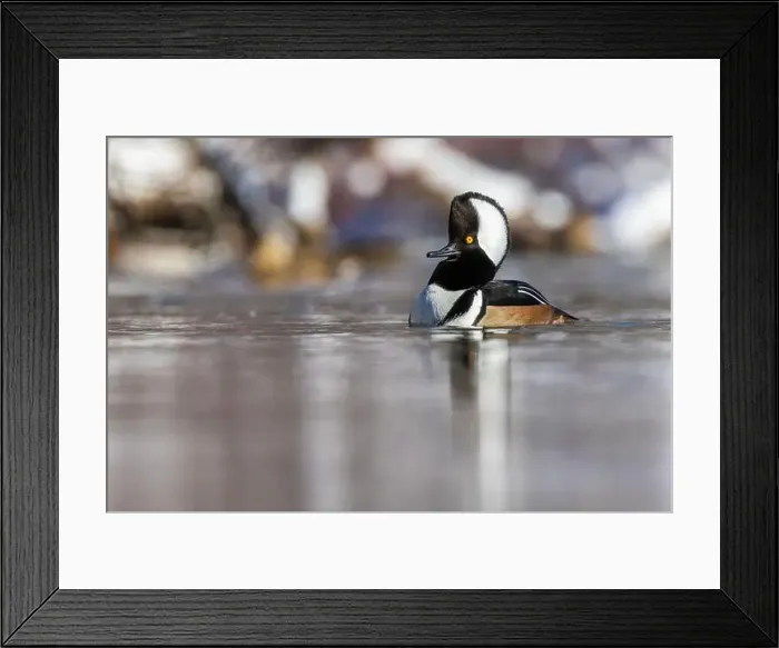 Framed Print : Male hooded merganser (Lophodytes cucullatus) in winter Framed Print : Male hooded merganser (Lophodytes cucullatus) in winter
