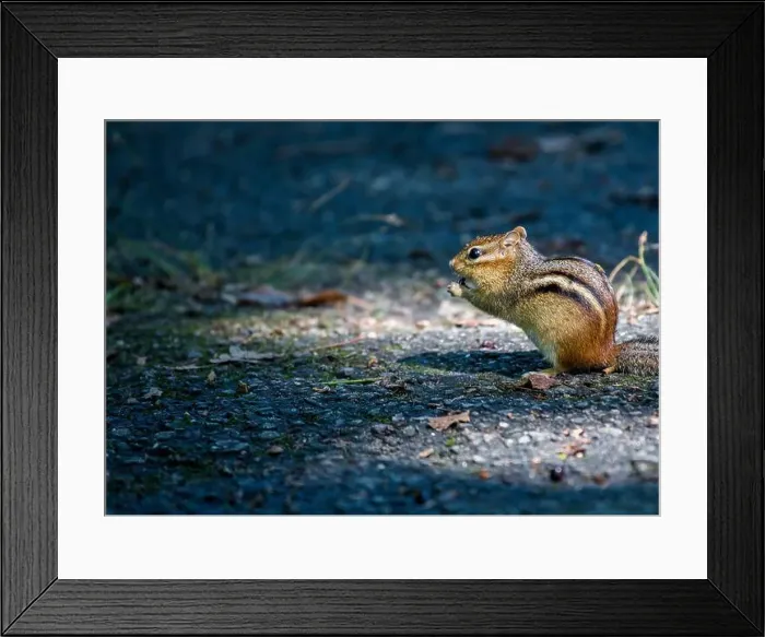Framed Print : Eastern Chipmunk (Tamias striatus) spotted outdoors in New York