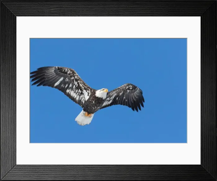 Framed Print : Juvenile bald eagle (Haliaeetus leucocephalus) flying under a blue sky. Region of Lanaudiere. Province of Quebec. Canada Framed Print : Juvenile bald eagle (Haliaeetus leucocephalus) flying under a blue sky. Region of Lanaudiere. Province of Quebec. Canada