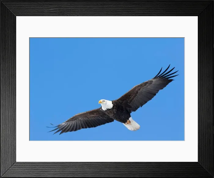 Framed Print : Adult bald eagle (Haliaeetus leucocephalus) flying under a blue sky. Region of Lanaudiere. province of Quebec. Canada Framed Print : Adult bald eagle (Haliaeetus leucocephalus) flying under a blue sky. Region of Lanaudiere. province of Quebec. Canada