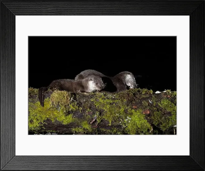 Framed Print : Otter family on a mountain river in the early evening of a winter day Framed Print : Otter family on a mountain river in the early evening of a winter day