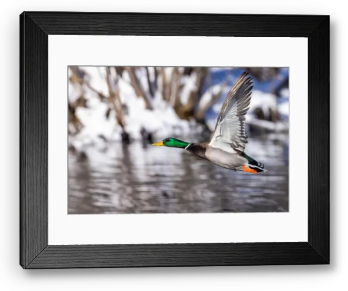 Framed Print : Mallard drake flying in winter Framed Print : Mallard drake flying in winter