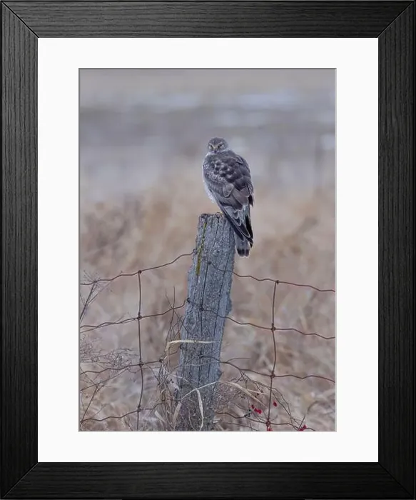 Framed Print : Northern Harrier male sitting on a post on a winter day in Canada Framed Print : Northern Harrier male sitting on a post on a winter day in Canada