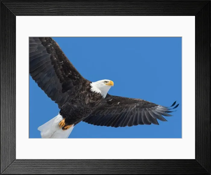 Framed Print : Adult bald eagle (Haliaeetus leucocephalus) flying under a blue sky. Region of Lanaudiere. province of Quebec. Canada Framed Print : Adult bald eagle (Haliaeetus leucocephalus) flying under a blue sky. Region of Lanaudiere. province of Quebec. Canada
