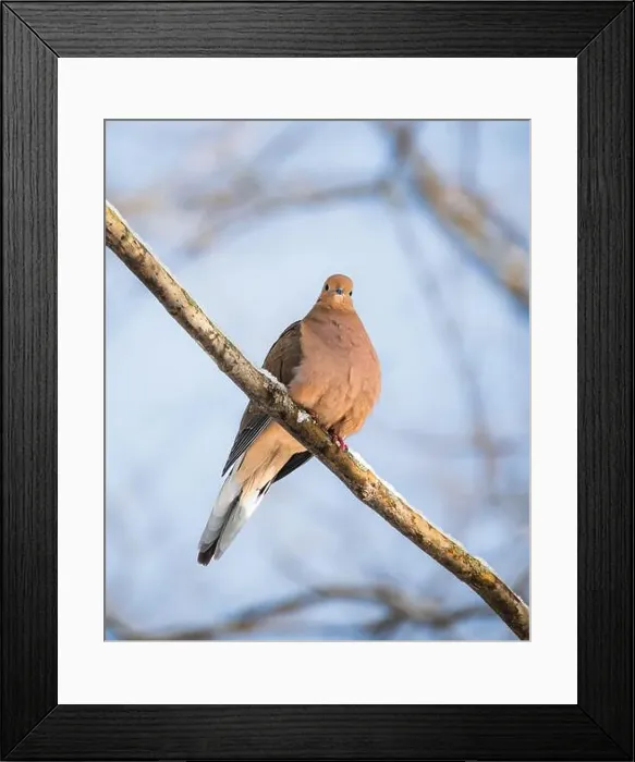 Framed Print : Close up of mourning dove sitting on snowy tree branch on winter day