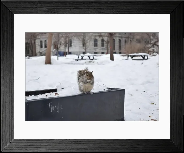 Framed Print : A squirrel standing in snow, in Montreal, Canada