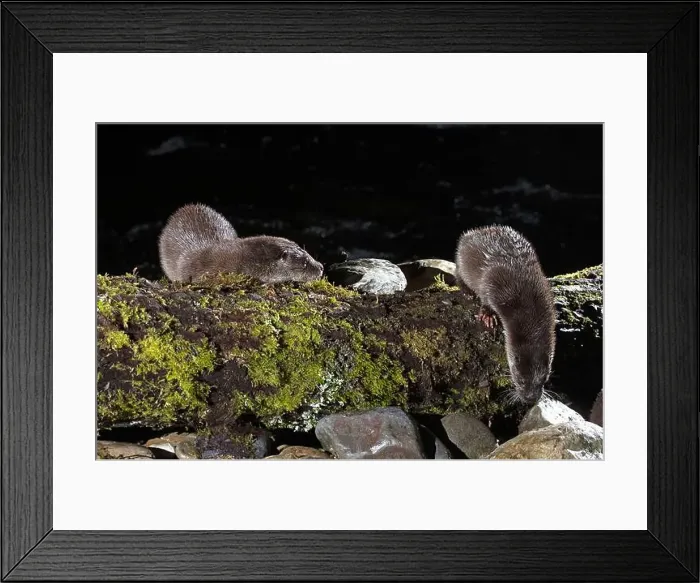 Framed Print : Otter family on a mountain river in the early evening of a winter day Framed Print : Otter family on a mountain river in the early evening of a winter day