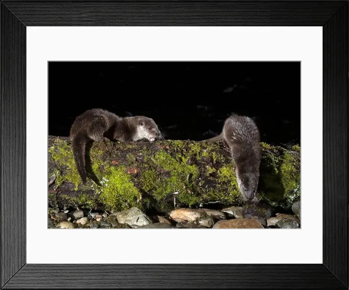 Framed Print : Otter family on a mountain river in the early evening of a winter day Framed Print : Otter family on a mountain river in the early evening of a winter day