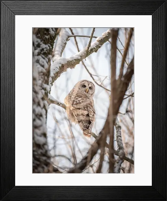 Framed Print : Close up of barred owl sitting on a snowy tree branch on winter day
