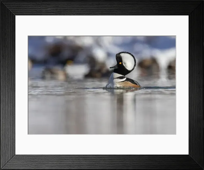 Framed Print : Male hooded merganser (Lophodytes cucullatus) in winter Framed Print : Male hooded merganser (Lophodytes cucullatus) in winter