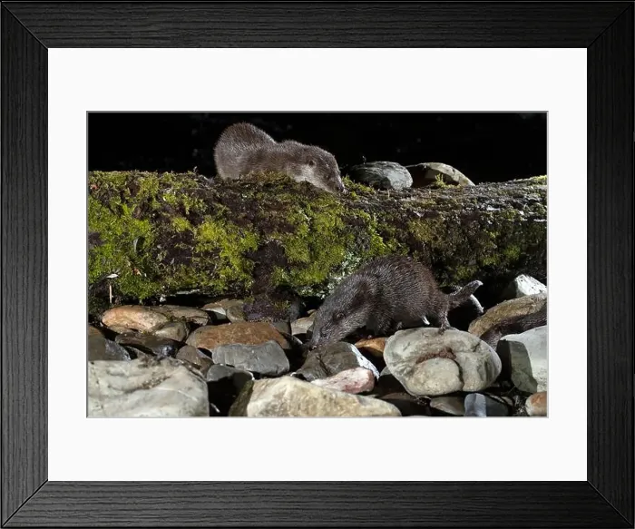 Framed Print : Otter family on a mountain river in the early evening of a winter day Framed Print : Otter family on a mountain river in the early evening of a winter day