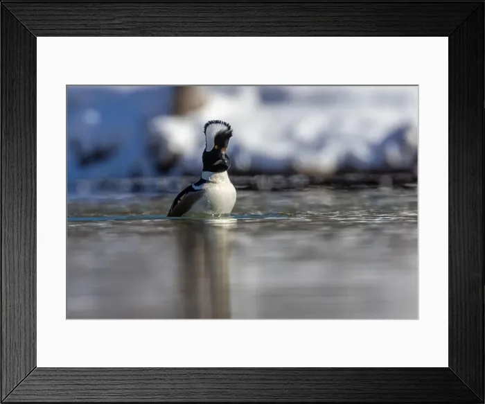 Framed Print : Male hooded merganser (Lophodytes cucullatus) in winter Framed Print : Male hooded merganser (Lophodytes cucullatus) in winter
