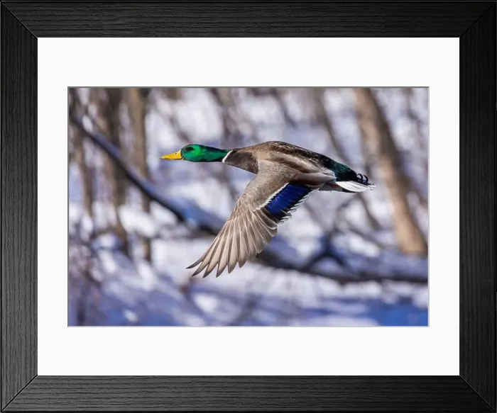 Framed Print : Mallard drake flying in winter Framed Print : Mallard drake flying in winter