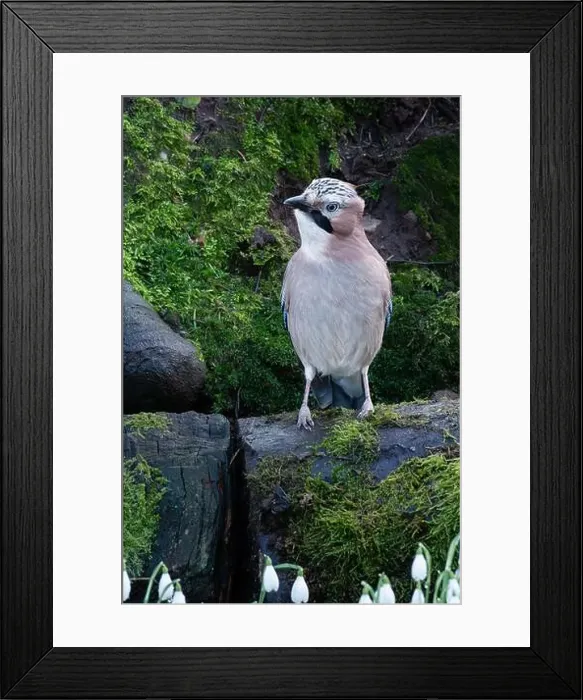 Framed Print : A Jay perched on a branch in a Scottish forest Framed Print : A Jay perched on a branch in a Scottish forest