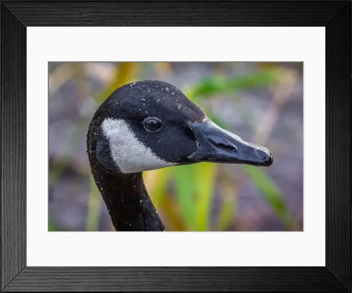 Framed Print : A very close portrait of the head of a canada goose Framed Print : A very close portrait of the head of a canada goose