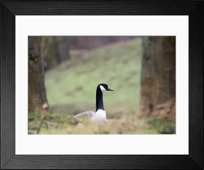 Framed Print : Canada goose (Branta canadensis), animal portrait, Hesse, Germany Framed Print : Canada goose (Branta canadensis), animal portrait, Hesse, Germany