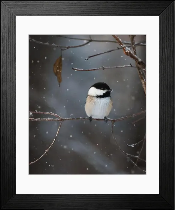 Framed Print : Close up of chickadee on tree branch on a snowy winter day Framed Print : Close up of chickadee on tree branch on a snowy winter day