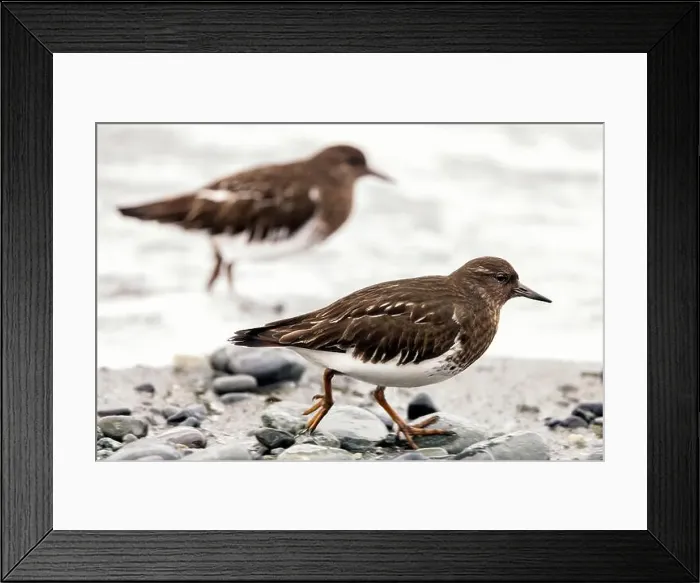 Framed Print : Black Turnstones running along shoreline (Arenaria melanocephala) - Victoria, Vancouver Island, British Columbia, Canada Framed Print : Black Turnstones running along shoreline (Arenaria melanocephala) - Victoria, Vancouver Island, British Columbia, Canada