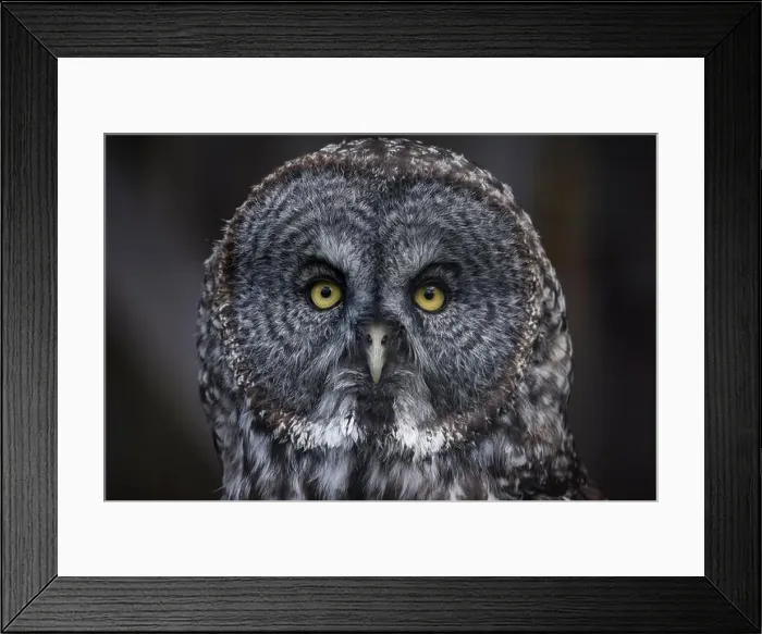 Framed Print : Close Up of Great Gray Owl Framed Print : Close Up of Great Gray Owl