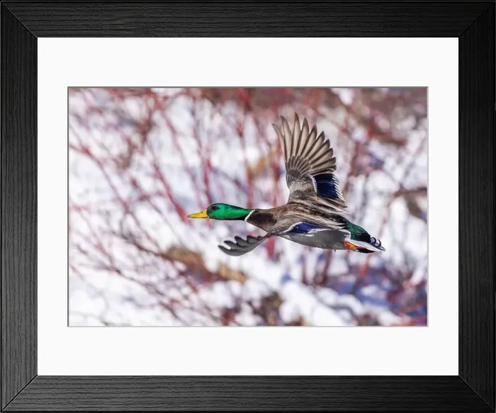 Framed Print : Mallard drake flying in winter Framed Print : Mallard drake flying in winter