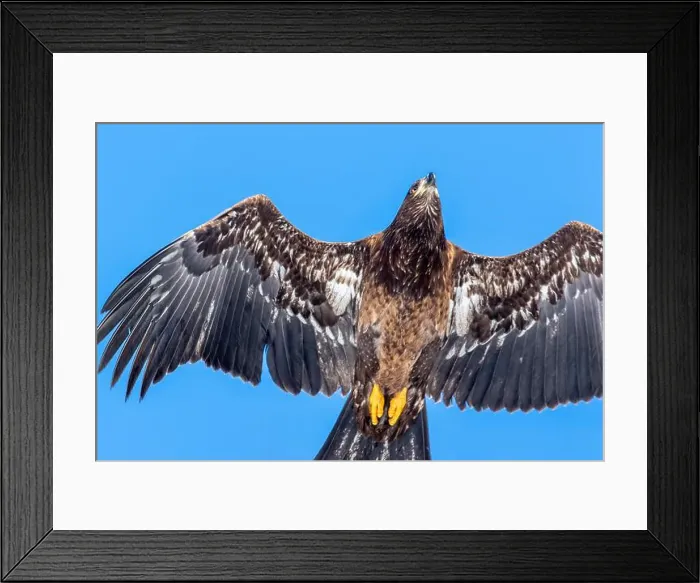 Framed Print : Pygargue a tete blanche. Haliaeetus leucocephalus Framed Print : Pygargue a tete blanche. Haliaeetus leucocephalus