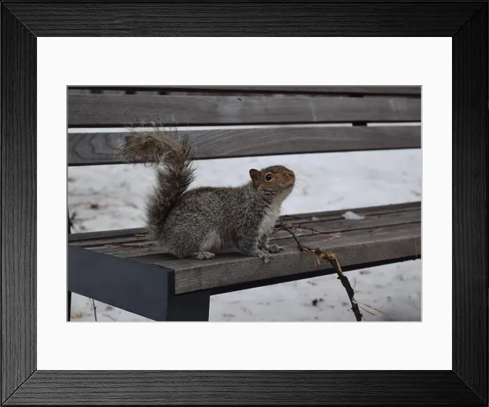 Framed Print : A squirrel sitting on a wooden bench outdoors during winter, in Montreal, Canada Framed Print : A squirrel sitting on a wooden bench outdoors during winter, in Montreal, Canada