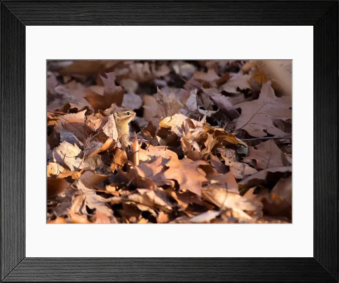 Framed Print : Eastern Chipmunk (Tamias Tamias) spotted outdoors in the wild
