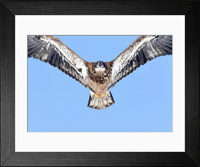 Framed Print : Juvenile bald eagle (Haliaeetus leucocephalus) flying under a blue sky. Region of Lanaudiere. Province of Quebec. Canada