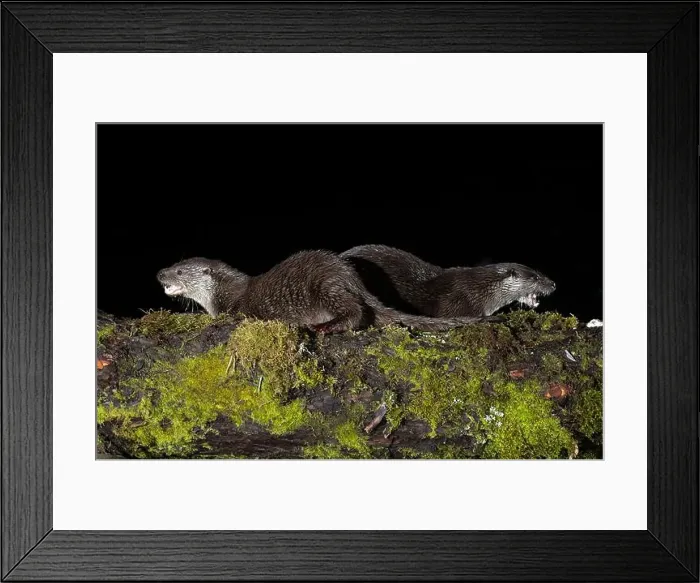 Framed Print : Otter family on a mountain river in the early evening of a winter day Framed Print : Otter family on a mountain river in the early evening of a winter day